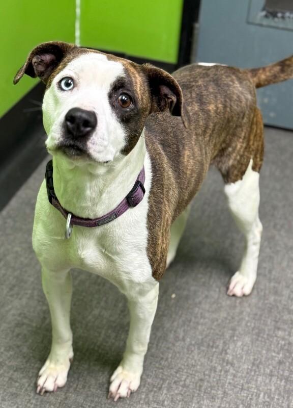 Enlarge Veda, a Adoptable Mixed Breed in Osseo, MI image 2/6
