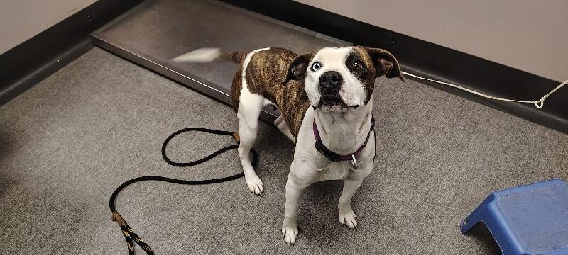 Enlarge Veda, a Adoptable Mixed Breed in Osseo, MI image 3/6