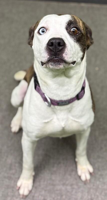 Enlarge Veda, a Adoptable Mixed Breed in Osseo, MI image 4/6