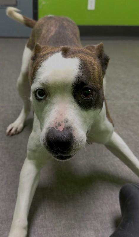 Enlarge Veda, a Adoptable Mixed Breed in Osseo, MI image 5/6
