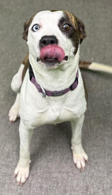 Enlarge Veda, a Adoptable Mixed Breed in Osseo, MI image 6/6