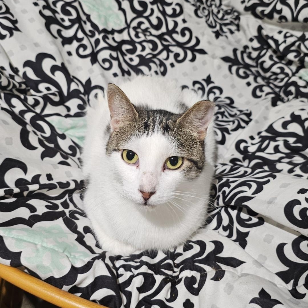Divinity, a ADOPTABLE Domestic Short Hair in Pardeeville, WI image 1/4