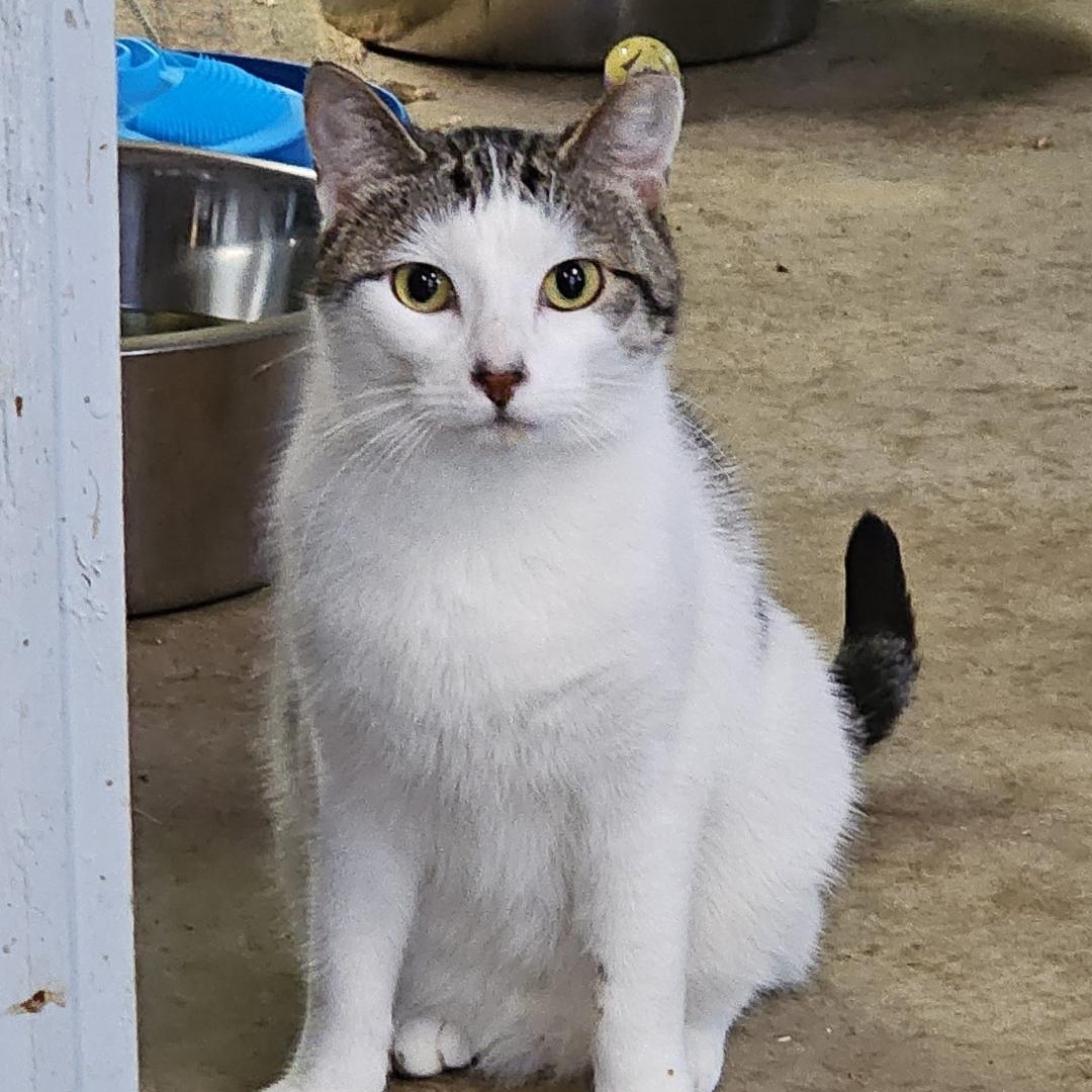Divinity, a ADOPTABLE Domestic Short Hair in Pardeeville, WI image 3/4