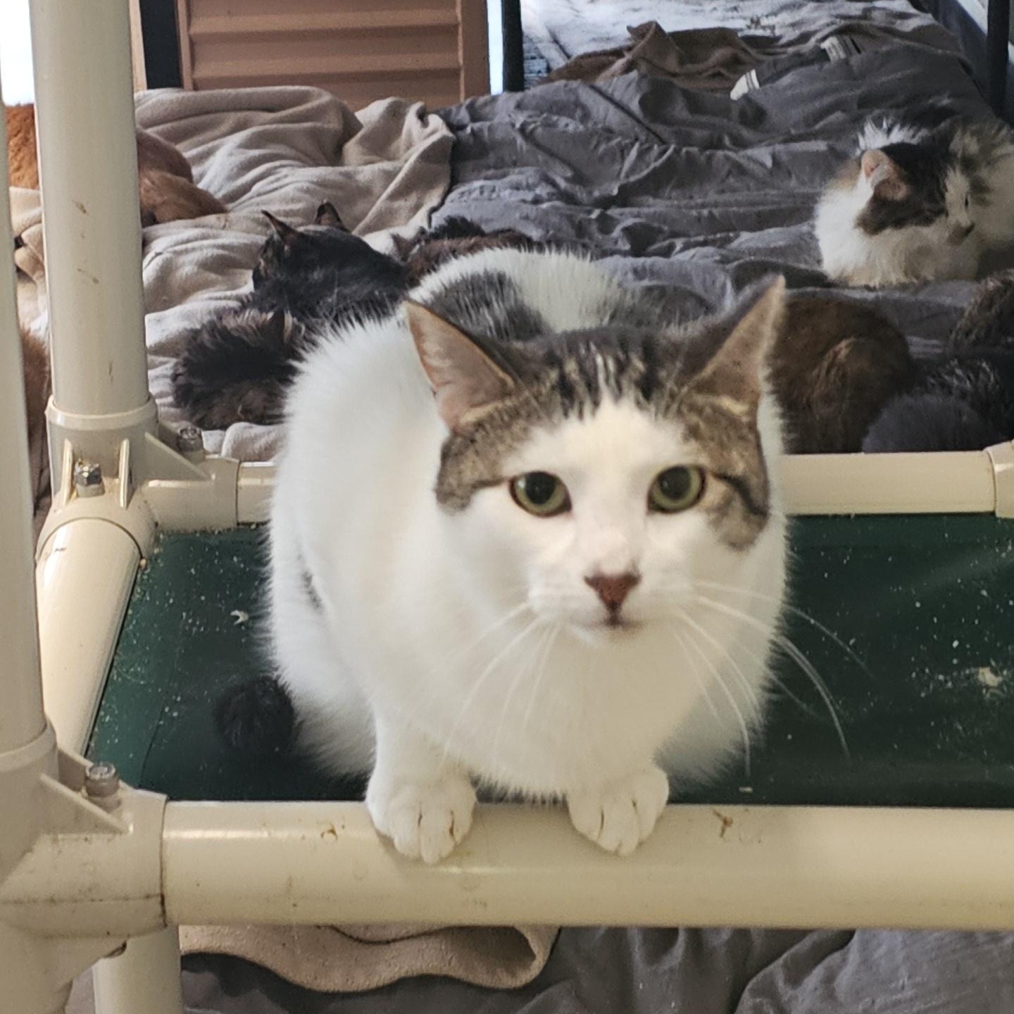 Divinity, a ADOPTABLE Domestic Short Hair in Pardeeville, WI image 2/4