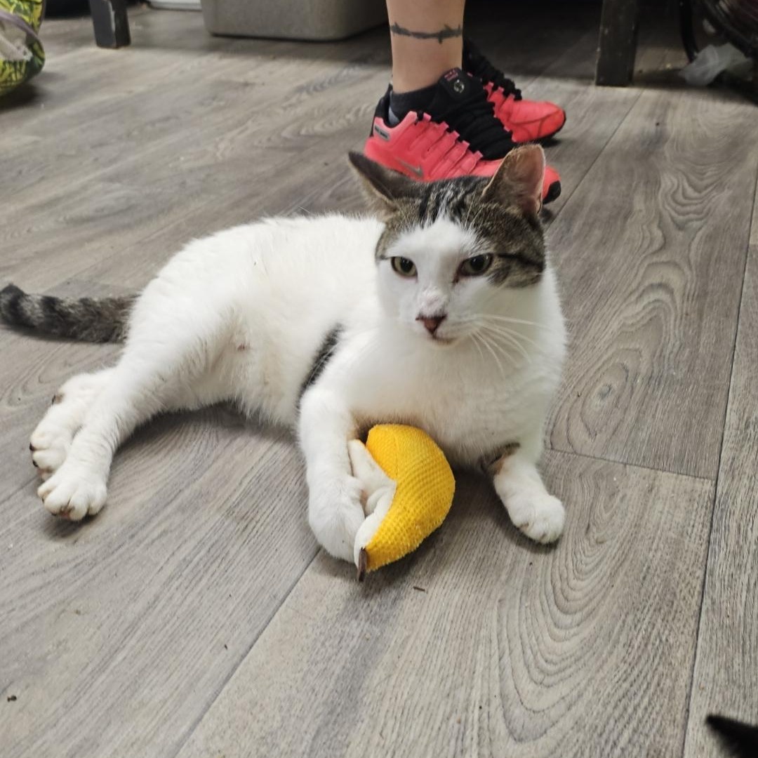 Divinity, a ADOPTABLE Domestic Short Hair in Pardeeville, WI image 4/4