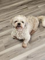 Keevy, Adoptable, Senior Male Shih Tzu.