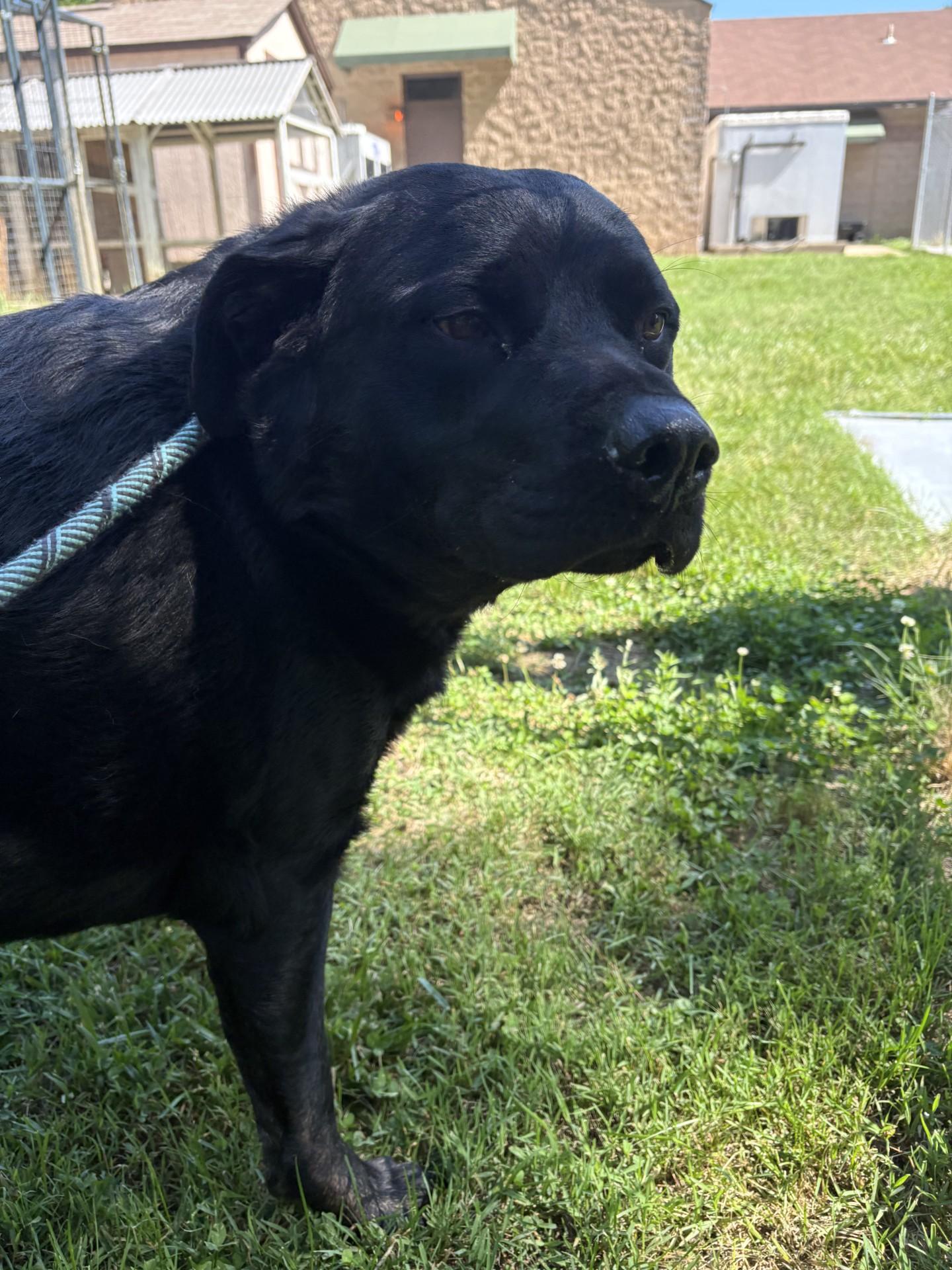 Biggie, a ADOPTABLE mixed breed in Ashland, VA image 2/2