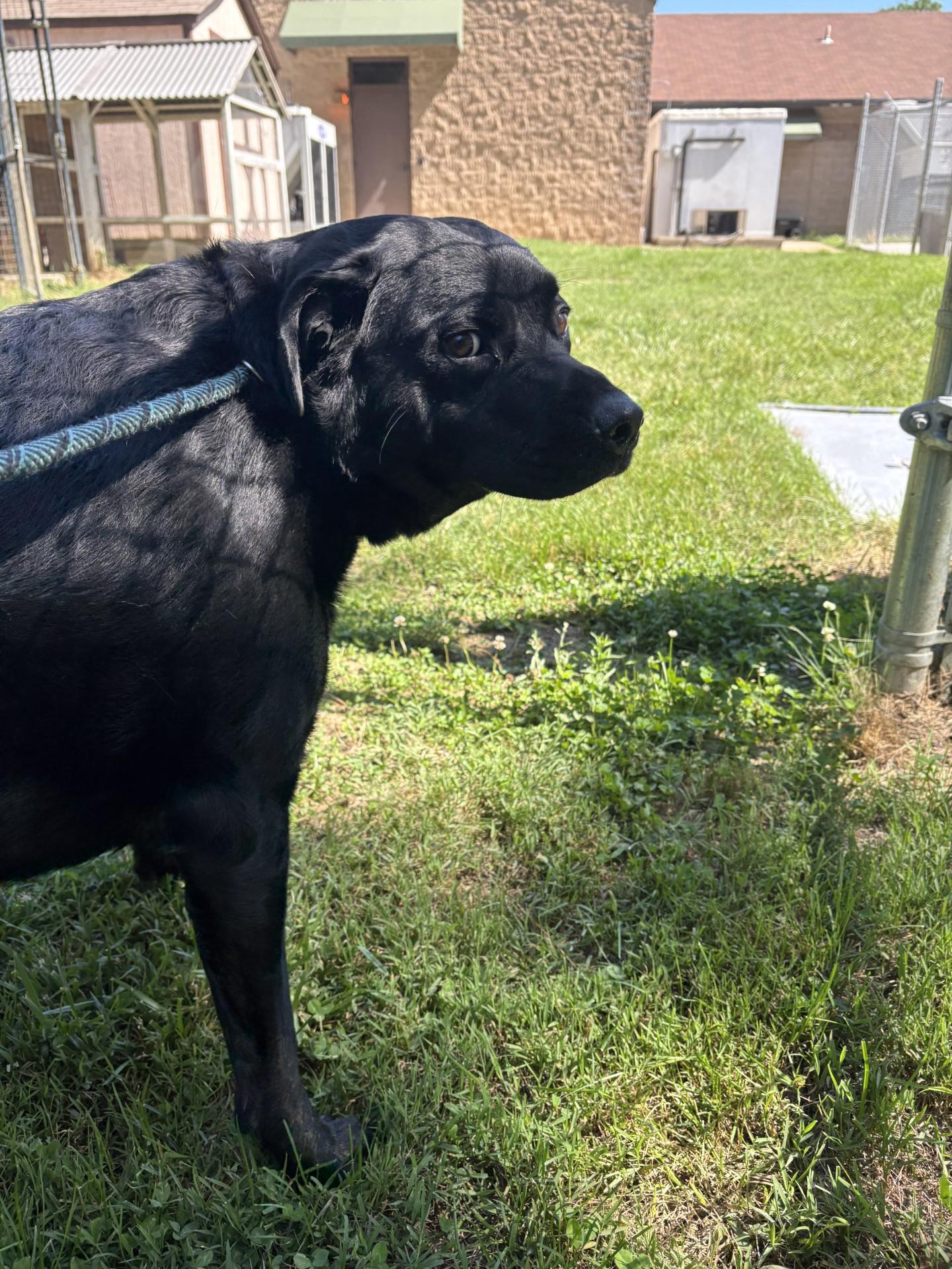 Biggie, a ADOPTABLE mixed breed in Ashland, VA image 1/2