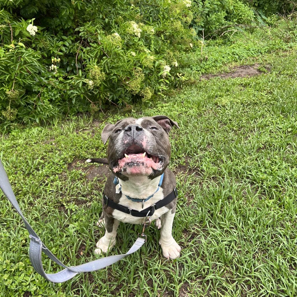 Mr Pickles, Adoptable, Senior Male Mixed Breed.