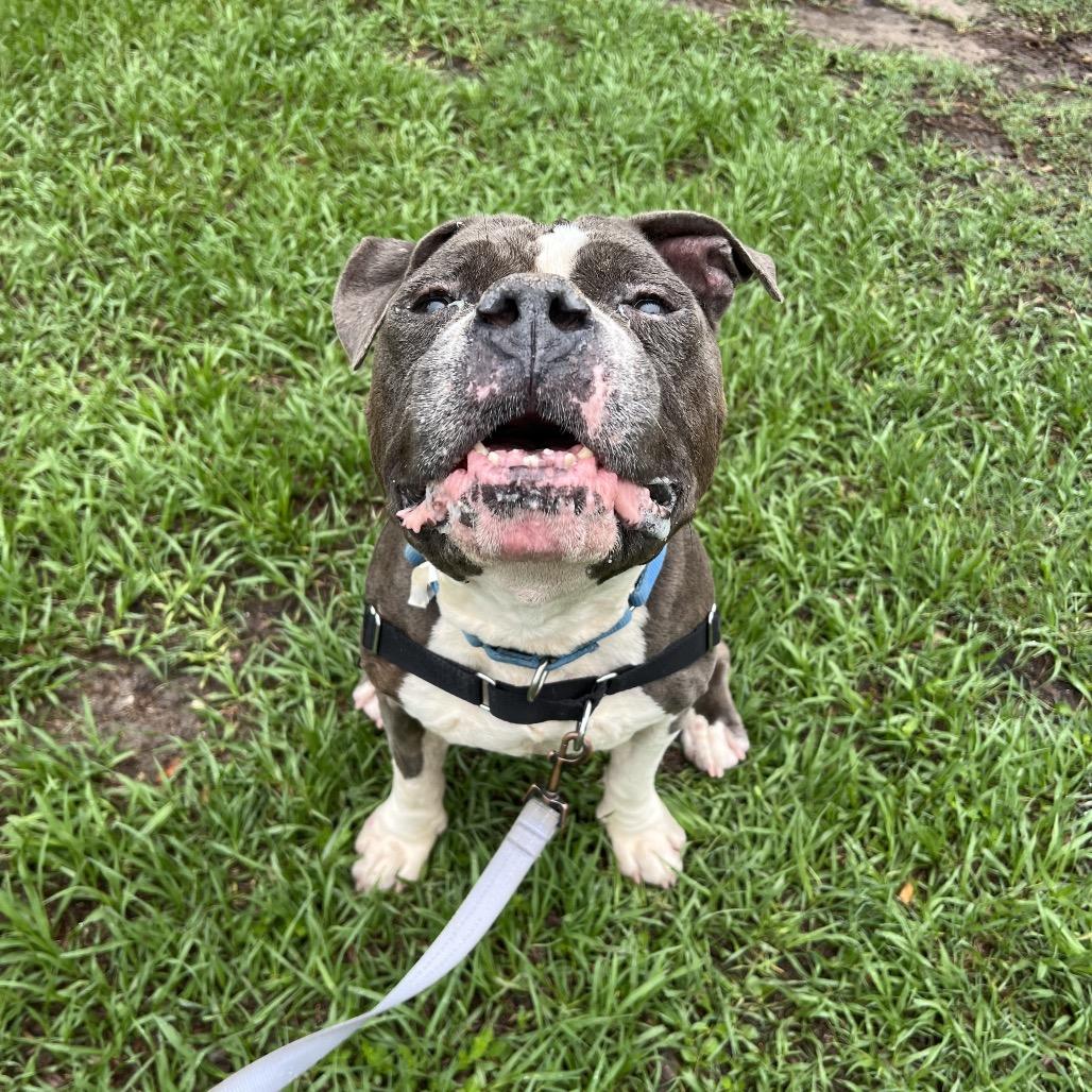Mr Pickles, a Adoptable Mixed Breed in Jacksonville, FL image 2/5