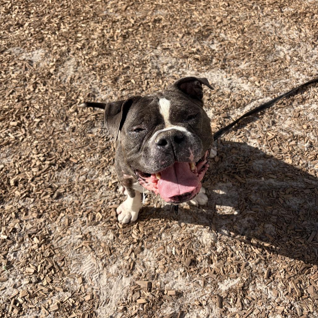 Mr Pickles, a Adoptable Mixed Breed in Jacksonville, FL image 3/5