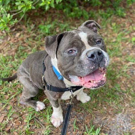 Mr Pickles, a Adoptable Mixed Breed in Jacksonville, FL image 4/5