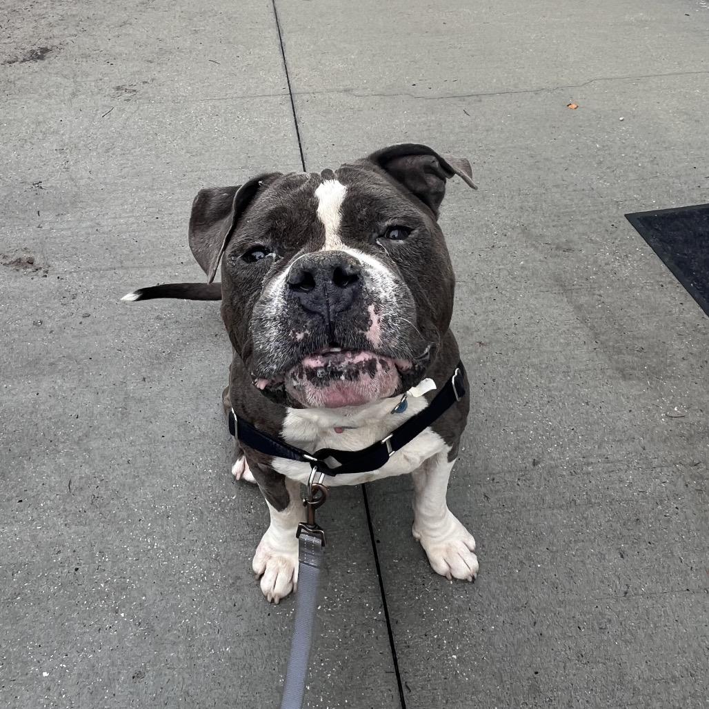 Mr Pickles, a Adoptable Mixed Breed in Jacksonville, FL image 5/5