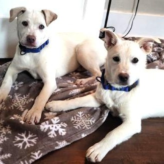 Oz Litter Pups, Baby Male unknown