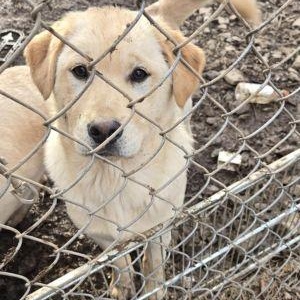 Oz Litter Pups photo 4