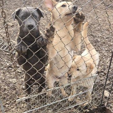 Oz Litter Pups photo 2
