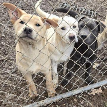 Oz Litter Pups photo 3