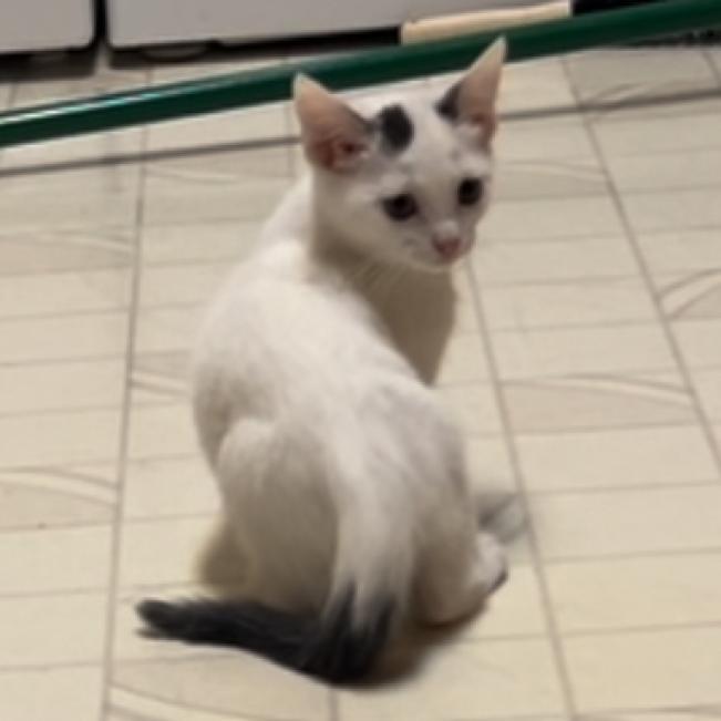 Penelope Pussycat, Adoptable, Adult Female Domestic Short Hair.