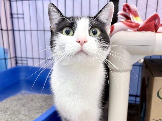 STELLA, Adoptable, Young Female Domestic Short Hair.