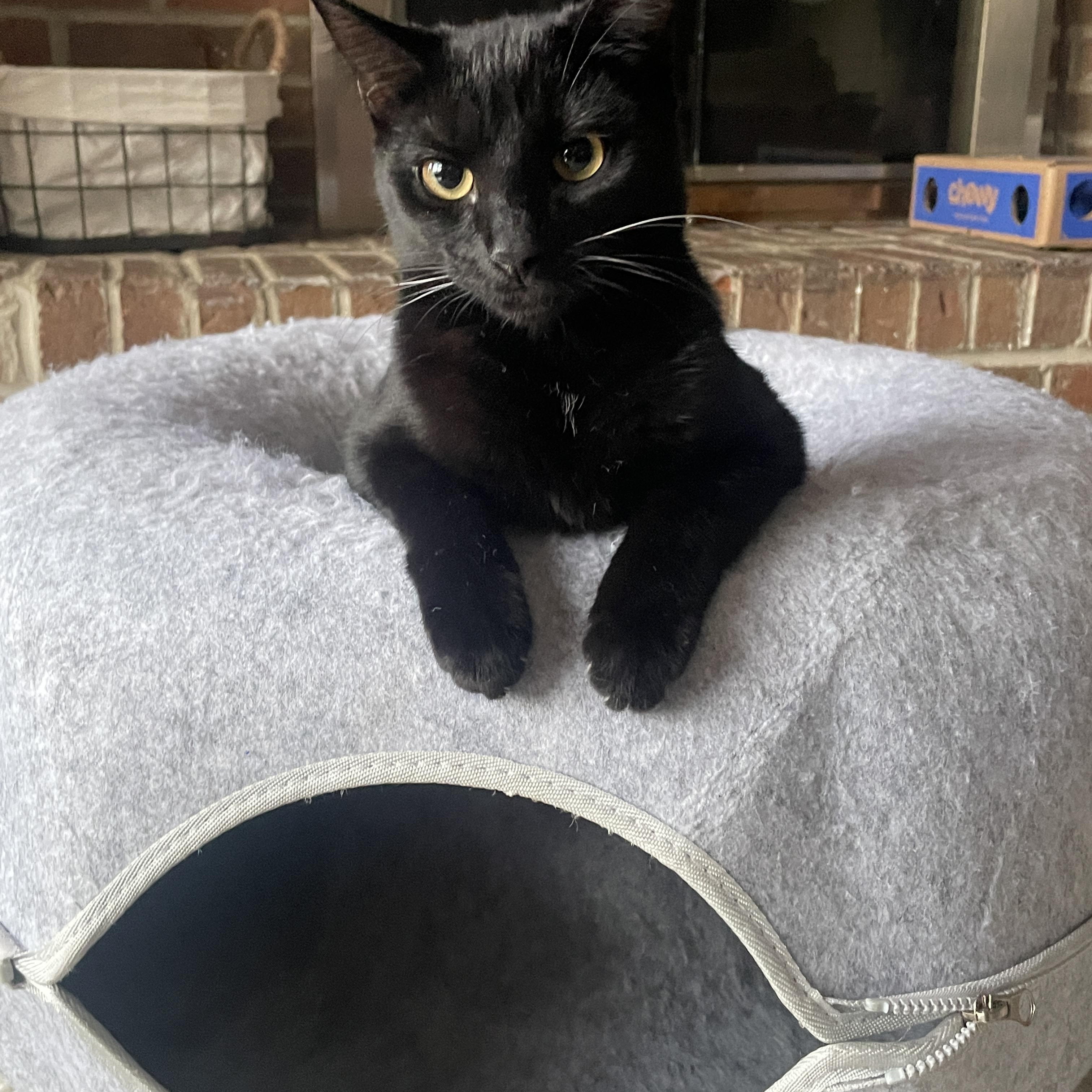 Luminous and Loving LUNA
