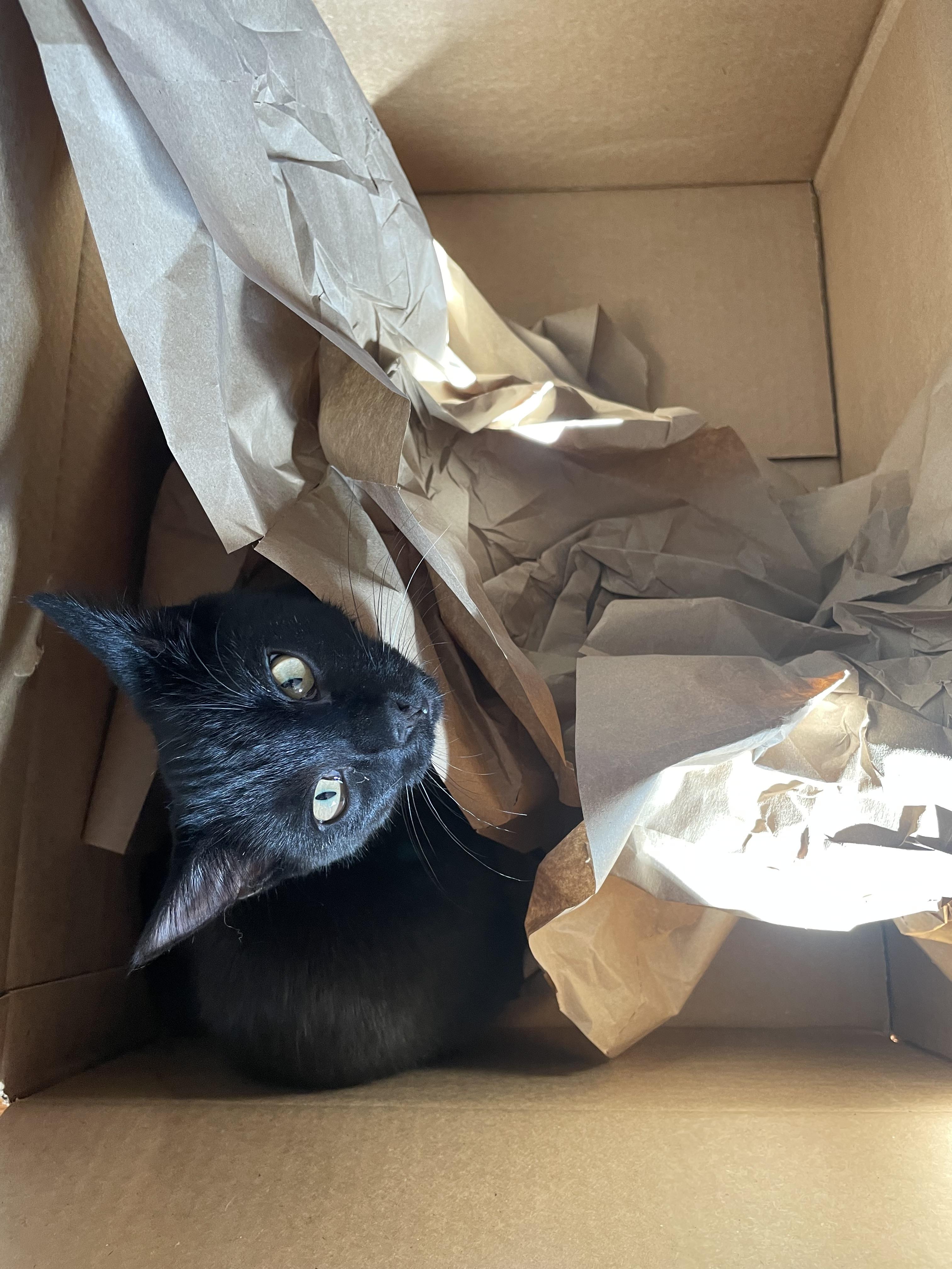 Enlarge Luminous and Loving LUNA, a Adopted mixed breed in Taylor Mill, KY image 4/5