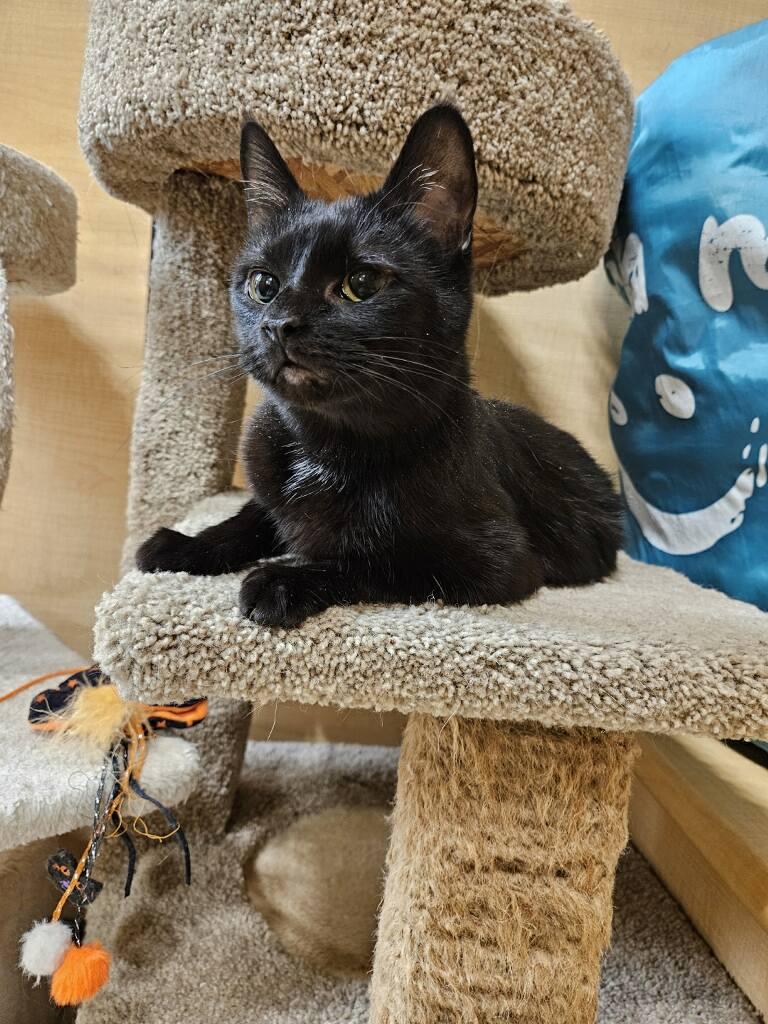 Enlarge Aretha, a ADOPTABLE Domestic Short Hair in Barrington Hills, IL image 1/2