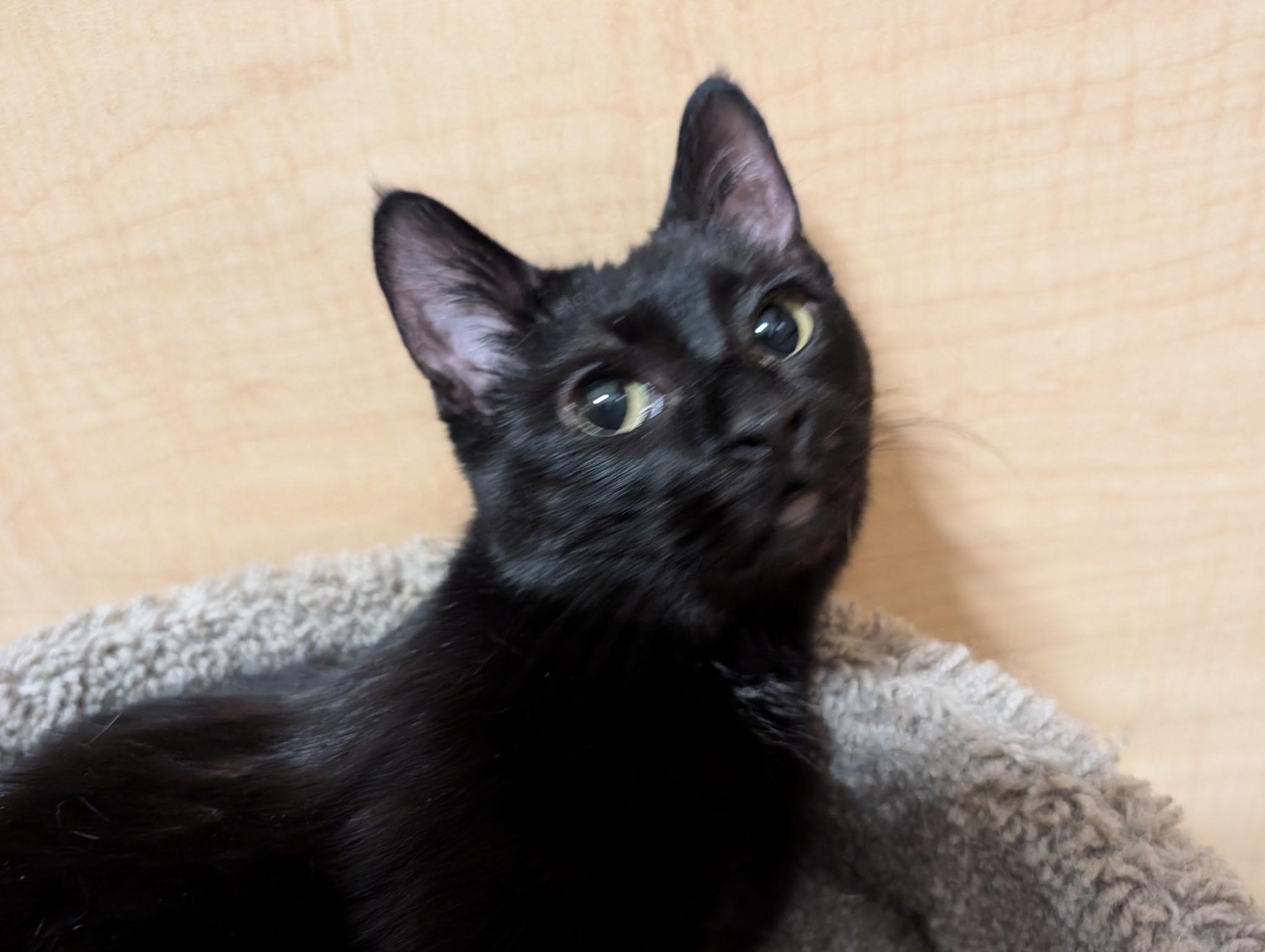 Enlarge Aretha, a ADOPTABLE Domestic Short Hair in Barrington Hills, IL image 2/2