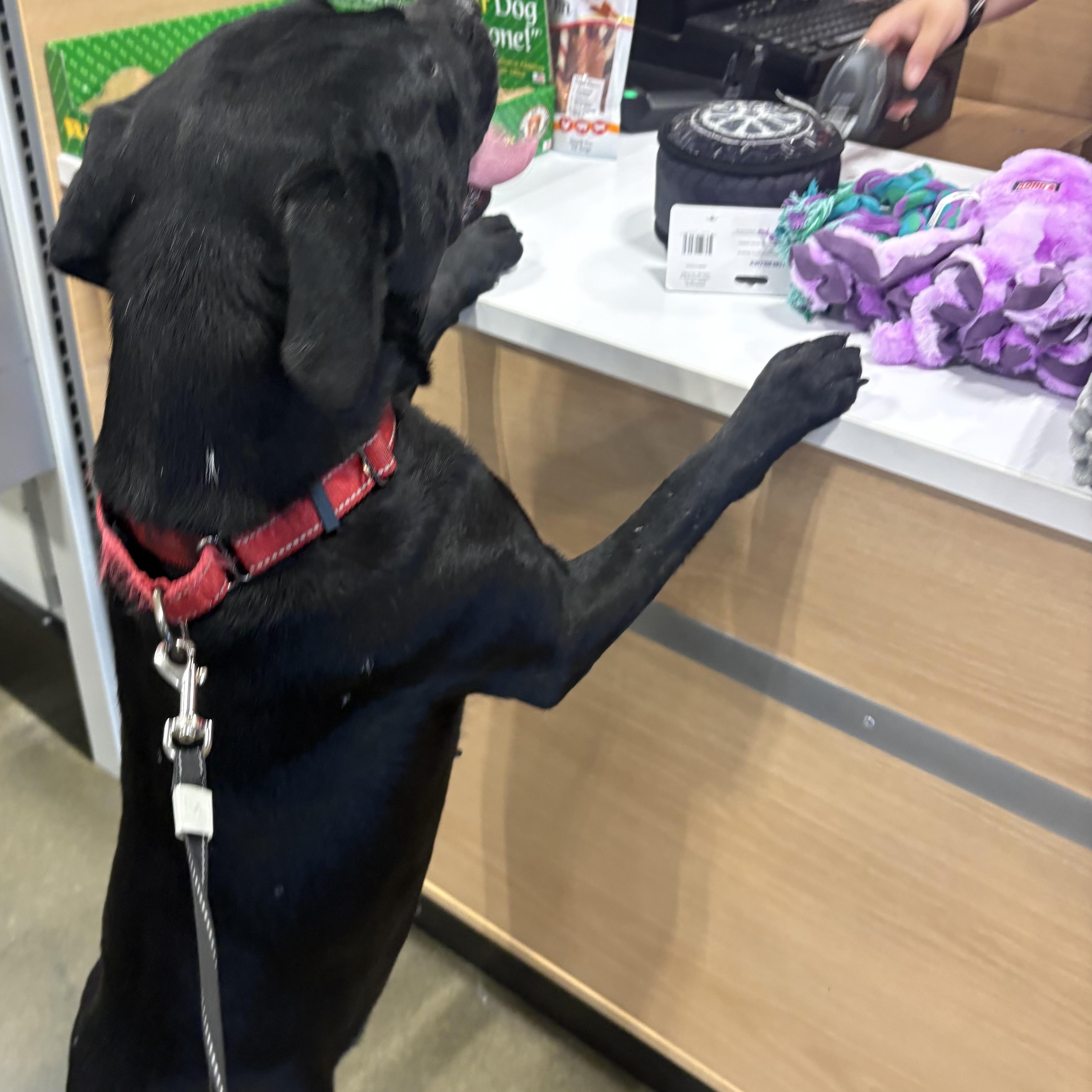 Icie, a ADOPTABLE mixed breed in Water Valley, MS image 4/6
