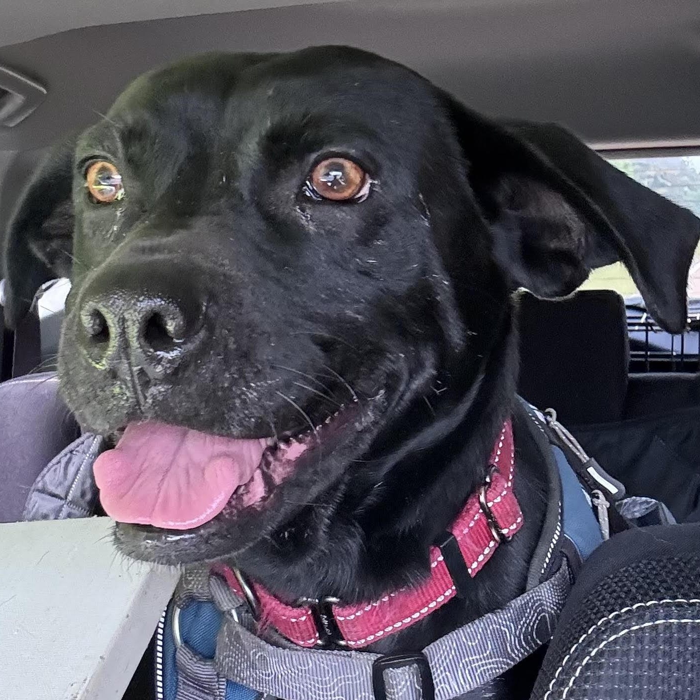 Enlarge Icie, a ADOPTABLE mixed breed in Water Valley, MS image 2/6