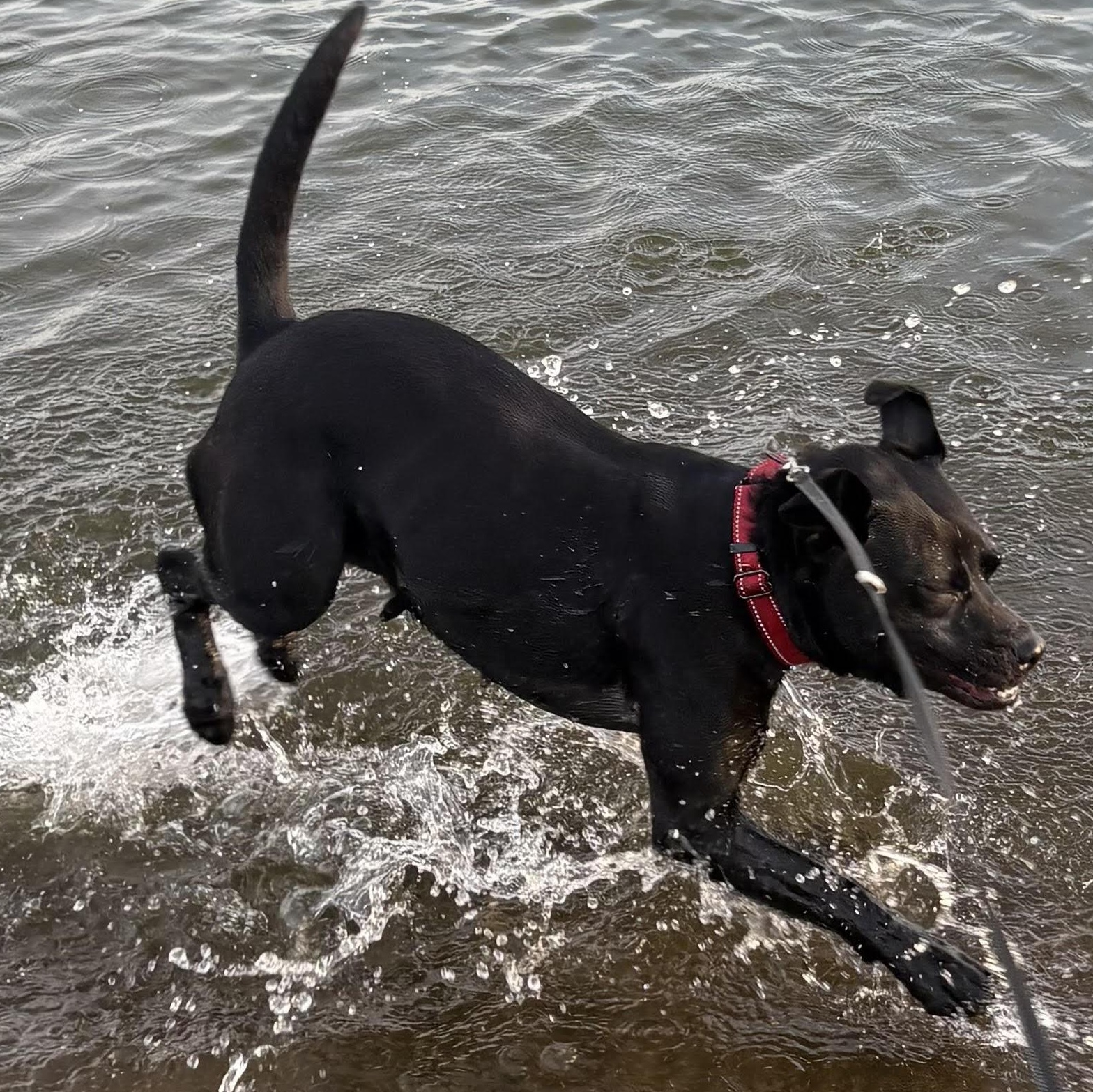 Icie, a ADOPTABLE mixed breed in Water Valley, MS image 3/6