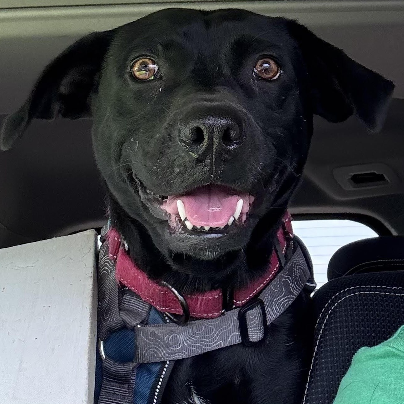 Enlarge Icie, a ADOPTABLE mixed breed in Water Valley, MS image 4/6