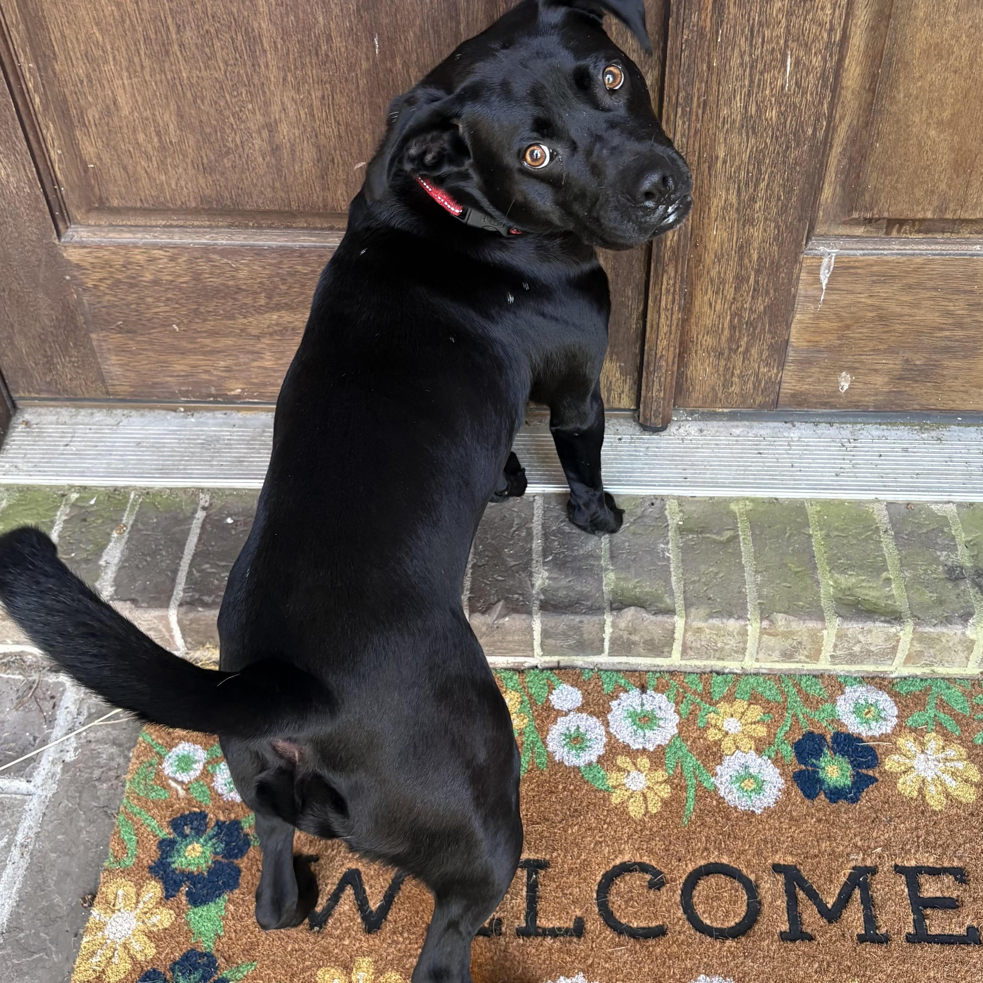 Icie, ADOPTABLE, Young Female Labrador Retriever.
