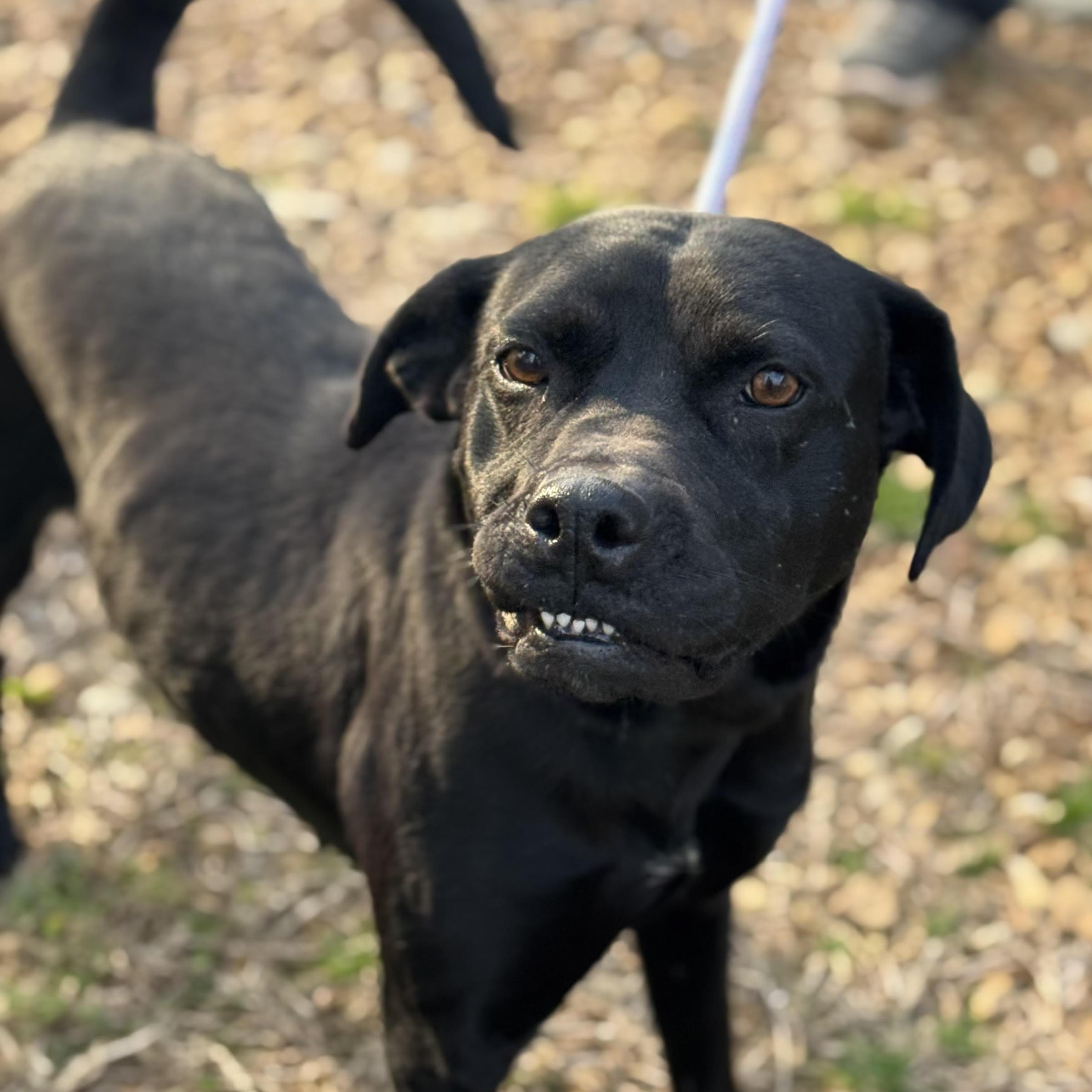 Enlarge Icie, a ADOPTABLE mixed breed in Water Valley, MS image 2/2