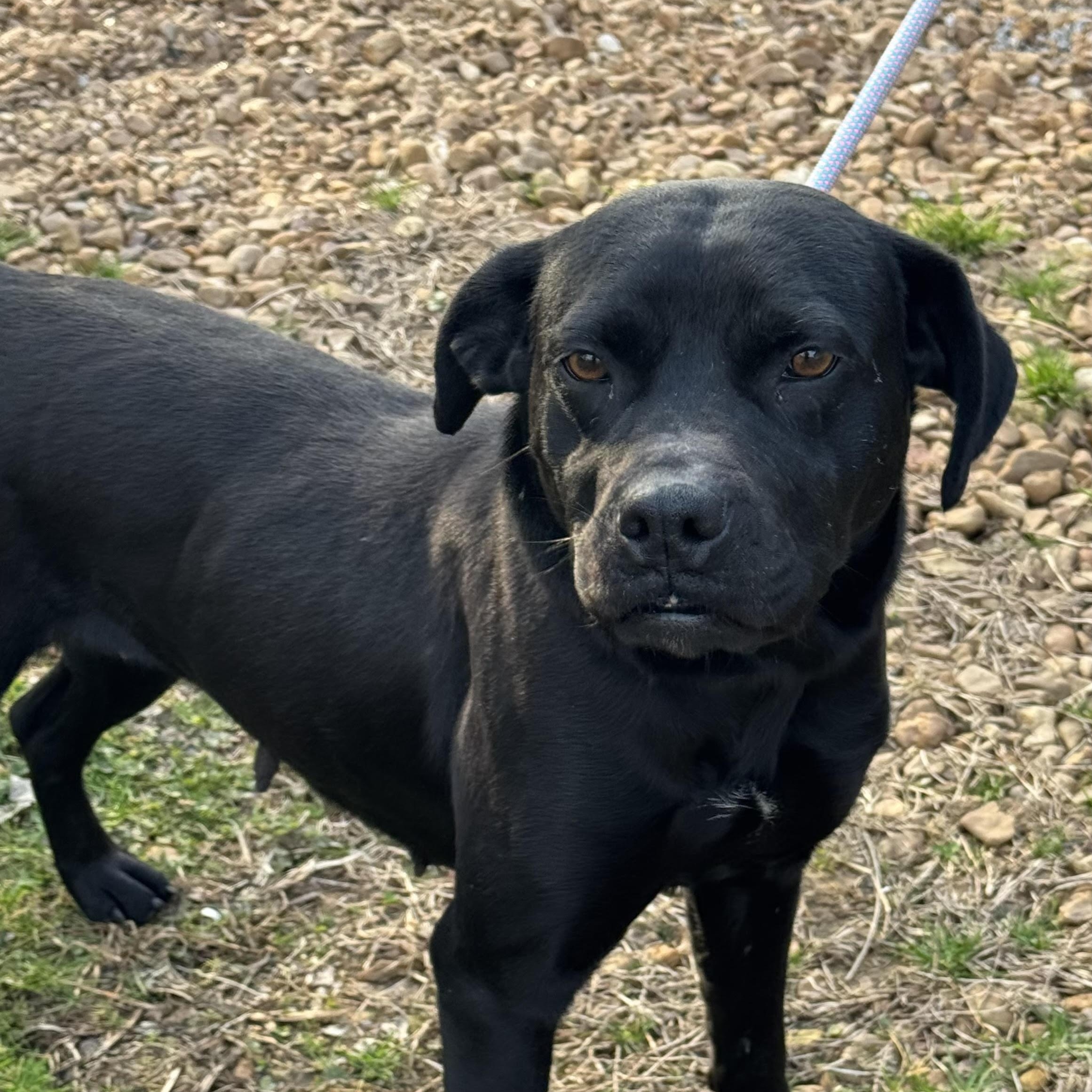 Icie, ADOPTABLE, Young Female Labrador Retriever.