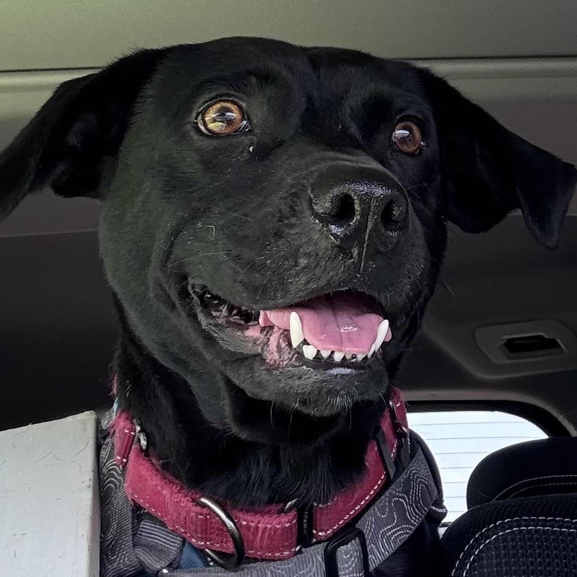 Enlarge Icie, a ADOPTABLE mixed breed in Water Valley, MS image 3/6