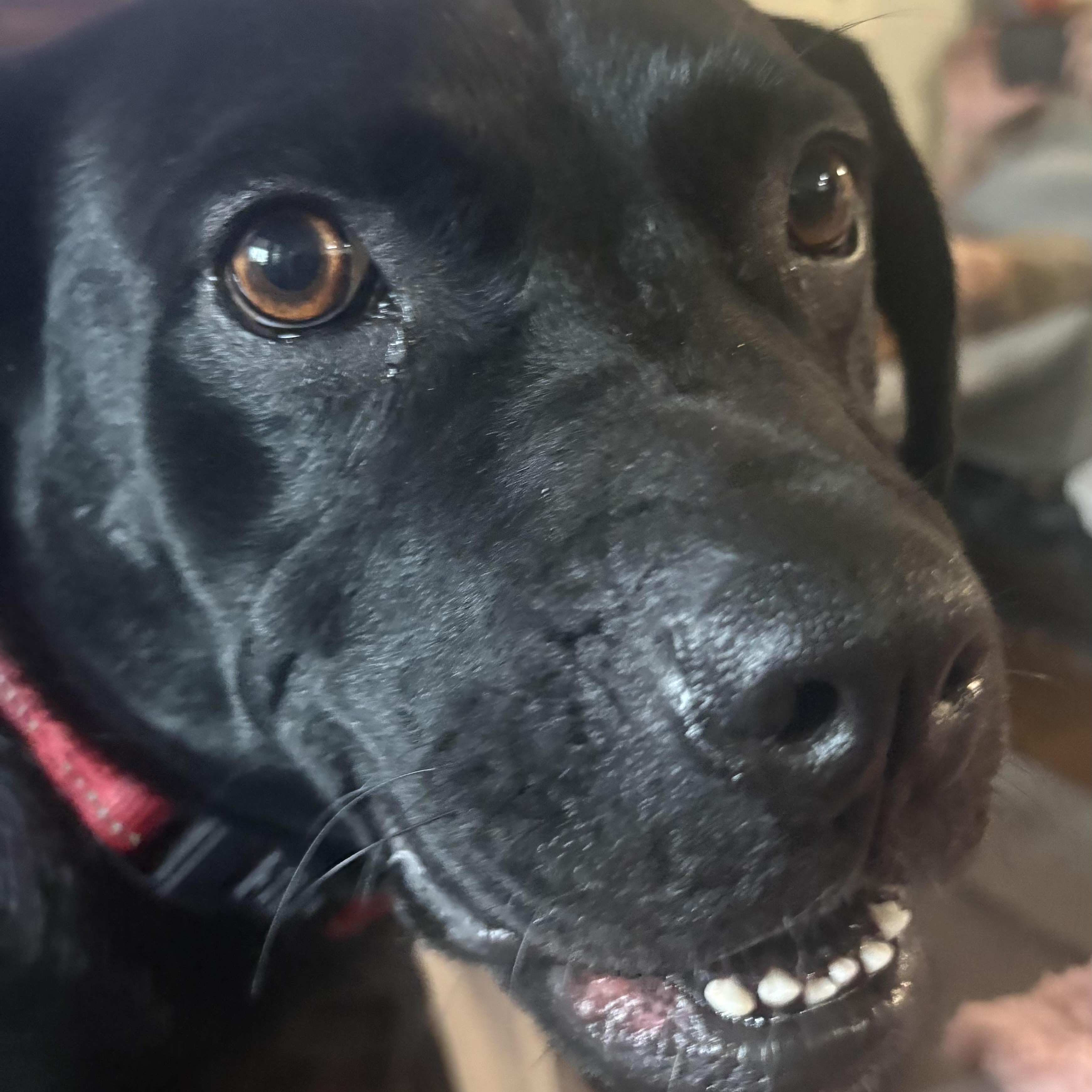 Icie, a ADOPTABLE mixed breed in Water Valley, MS image 6/6