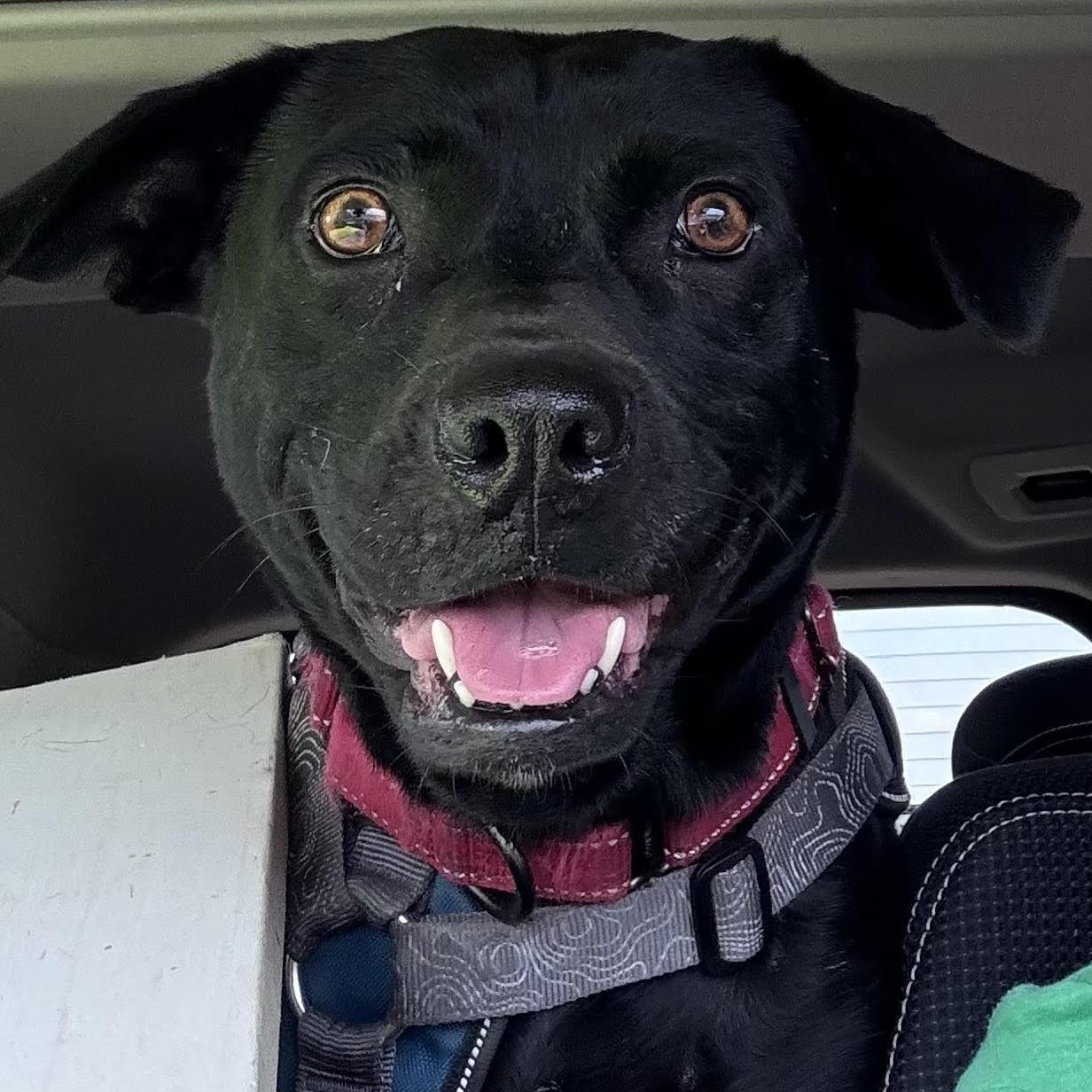 Icie, ADOPTABLE, Young Female Labrador Retriever.