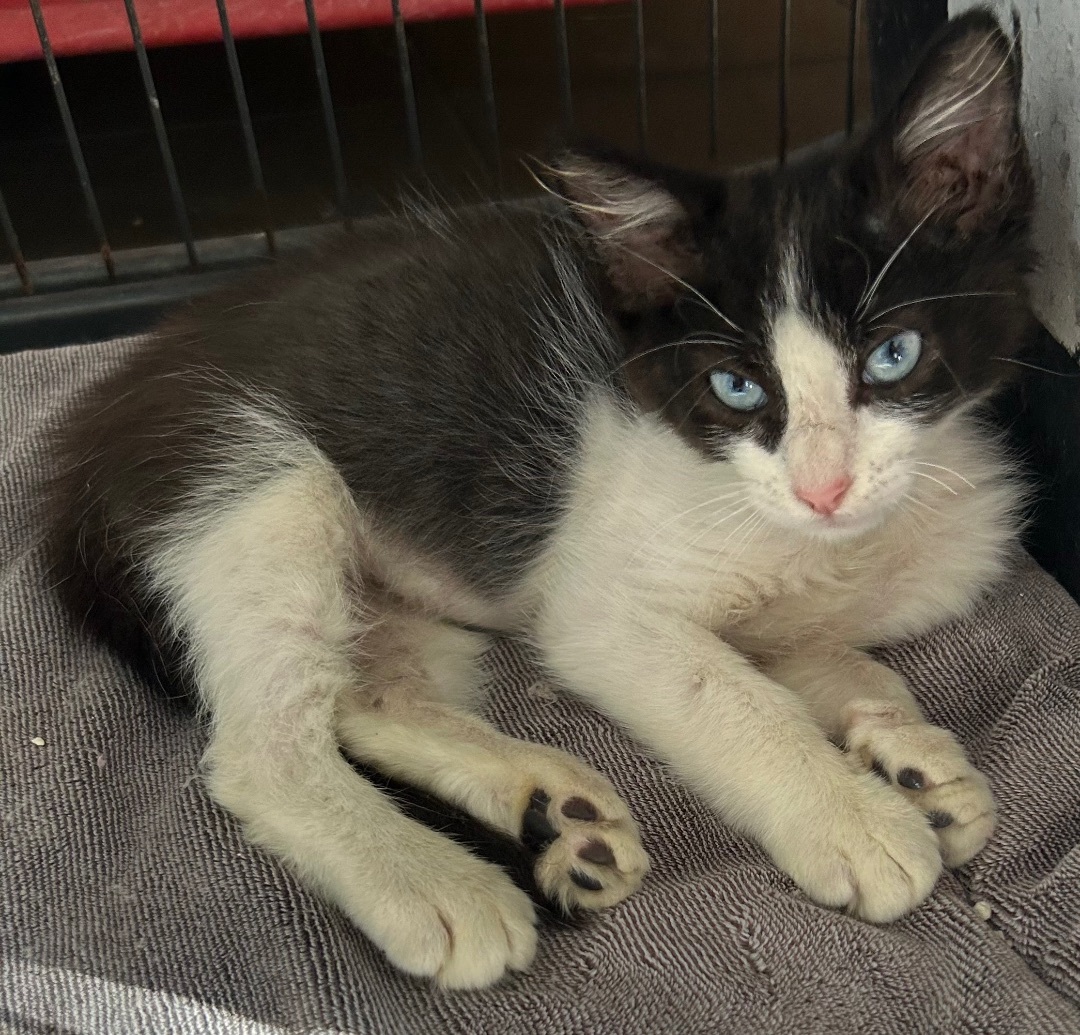 Marcello, an adopted Domestic Short Hair Mix in Aibonito, PR_image-1
