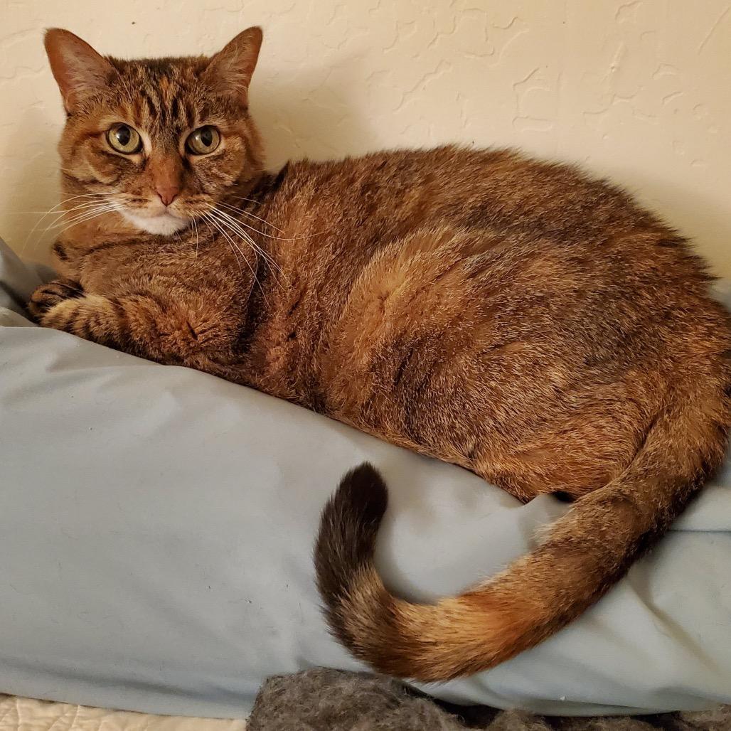 Autumn, Adoptable, Senior Female Domestic Short Hair.