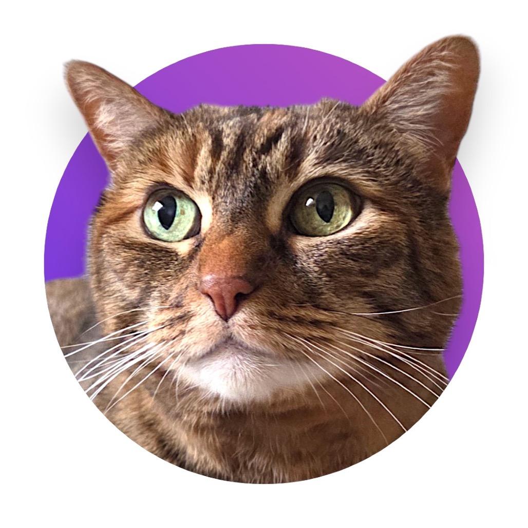 Enlarge Autumn, a Adoptable Domestic Short Hair in Pacific Grove, CA image 2/6