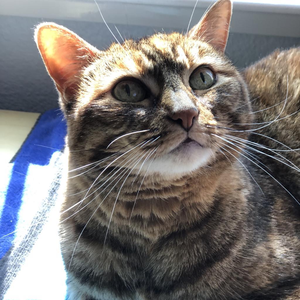 Enlarge Autumn, a Adoptable Domestic Short Hair in Pacific Grove, CA image 3/6