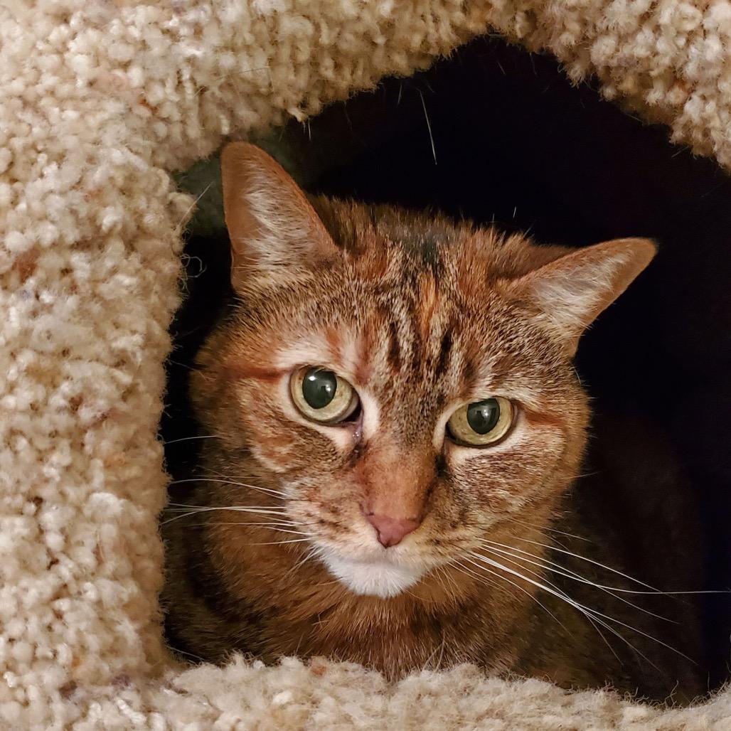Enlarge Autumn, a Adoptable Domestic Short Hair in Pacific Grove, CA image 4/6