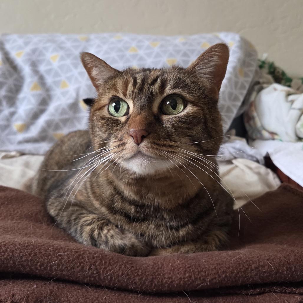 Enlarge Autumn, a Adoptable Domestic Short Hair in Pacific Grove, CA image 5/6