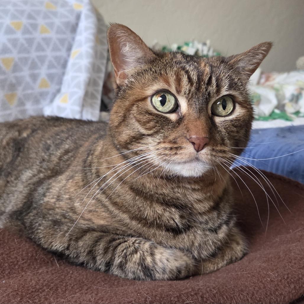 Enlarge Autumn, a Adoptable Domestic Short Hair in Pacific Grove, CA image 6/6