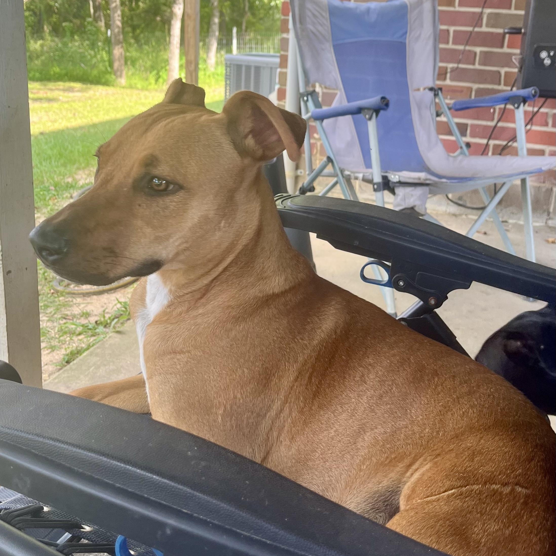 Turkey, a Adoptable mixed breed in Brewton, AL image 3/6