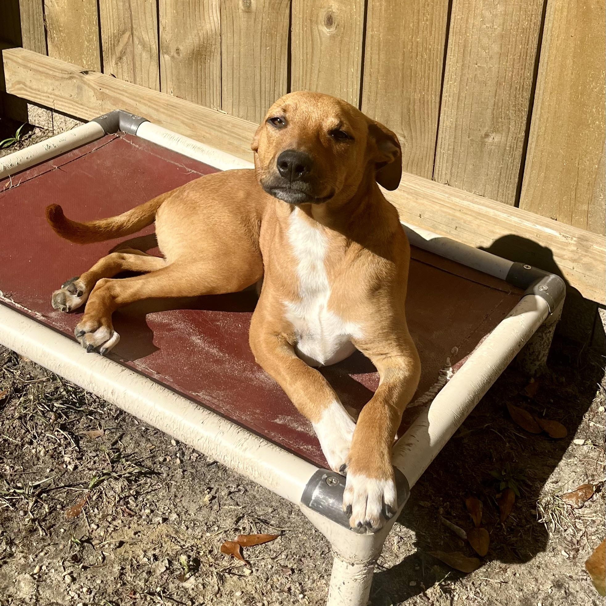 Turkey, a Adoptable mixed breed in Brewton, AL image 2/6
