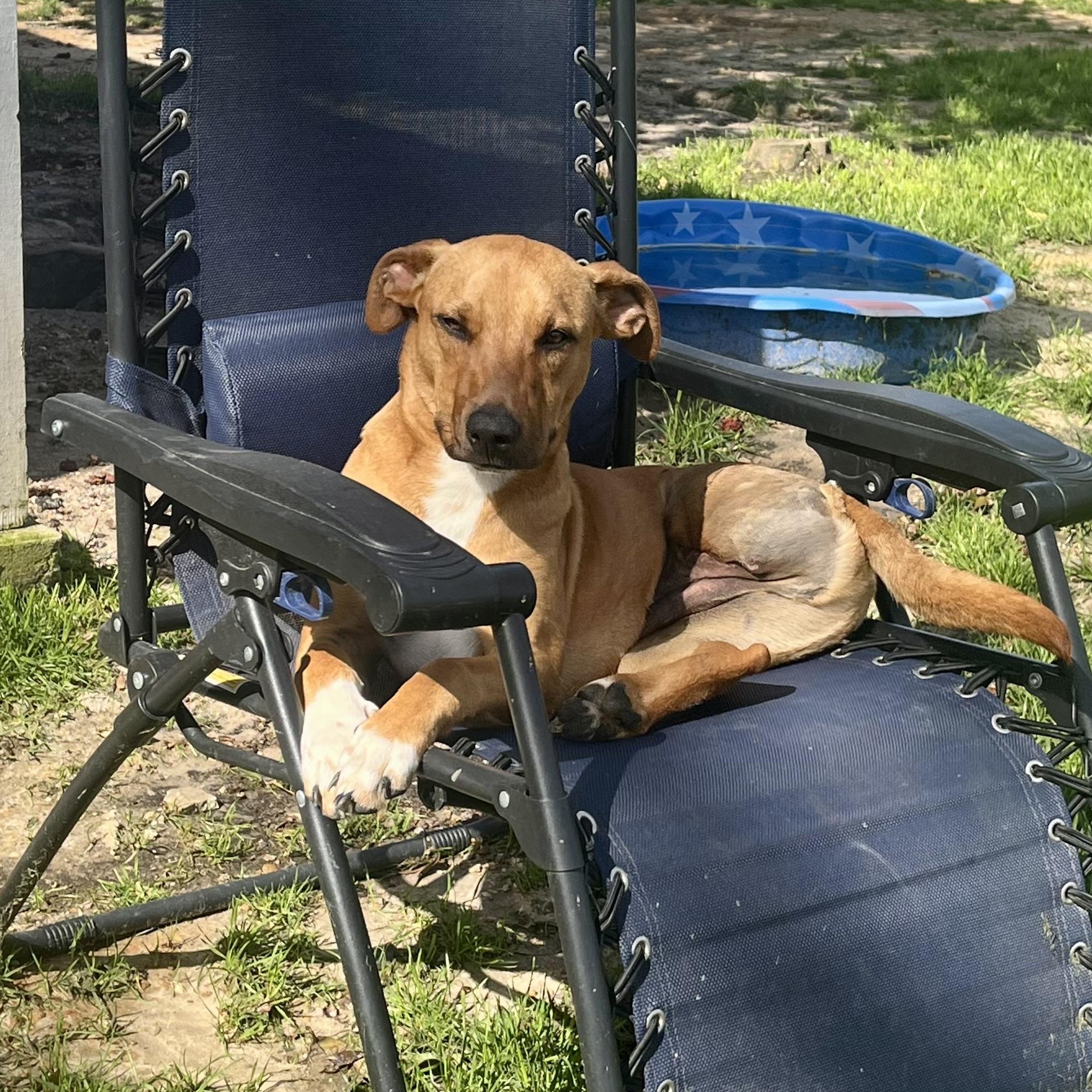 Turkey, a Adoptable mixed breed in Brewton, AL image 5/6