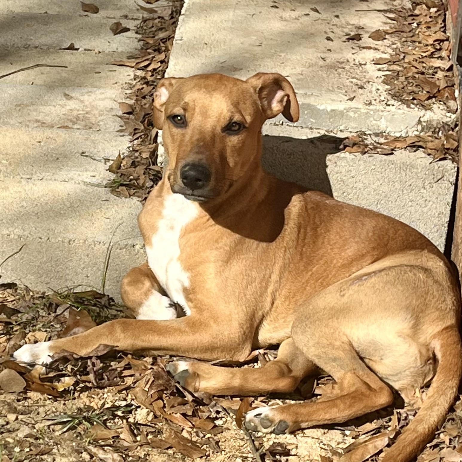 Turkey, Young Male Black Mouth Cur