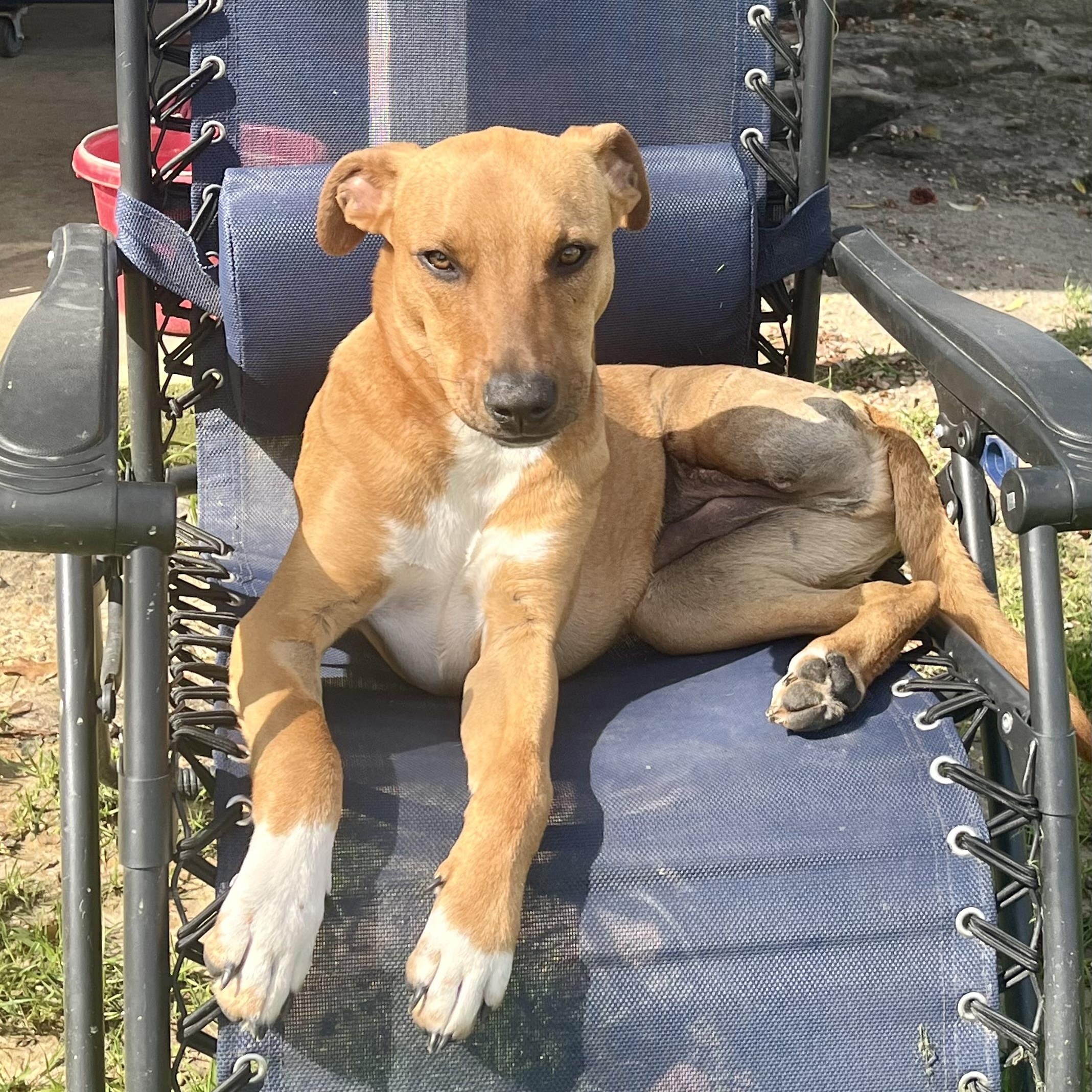 Turkey, a Adoptable mixed breed in Brewton, AL image 1/6