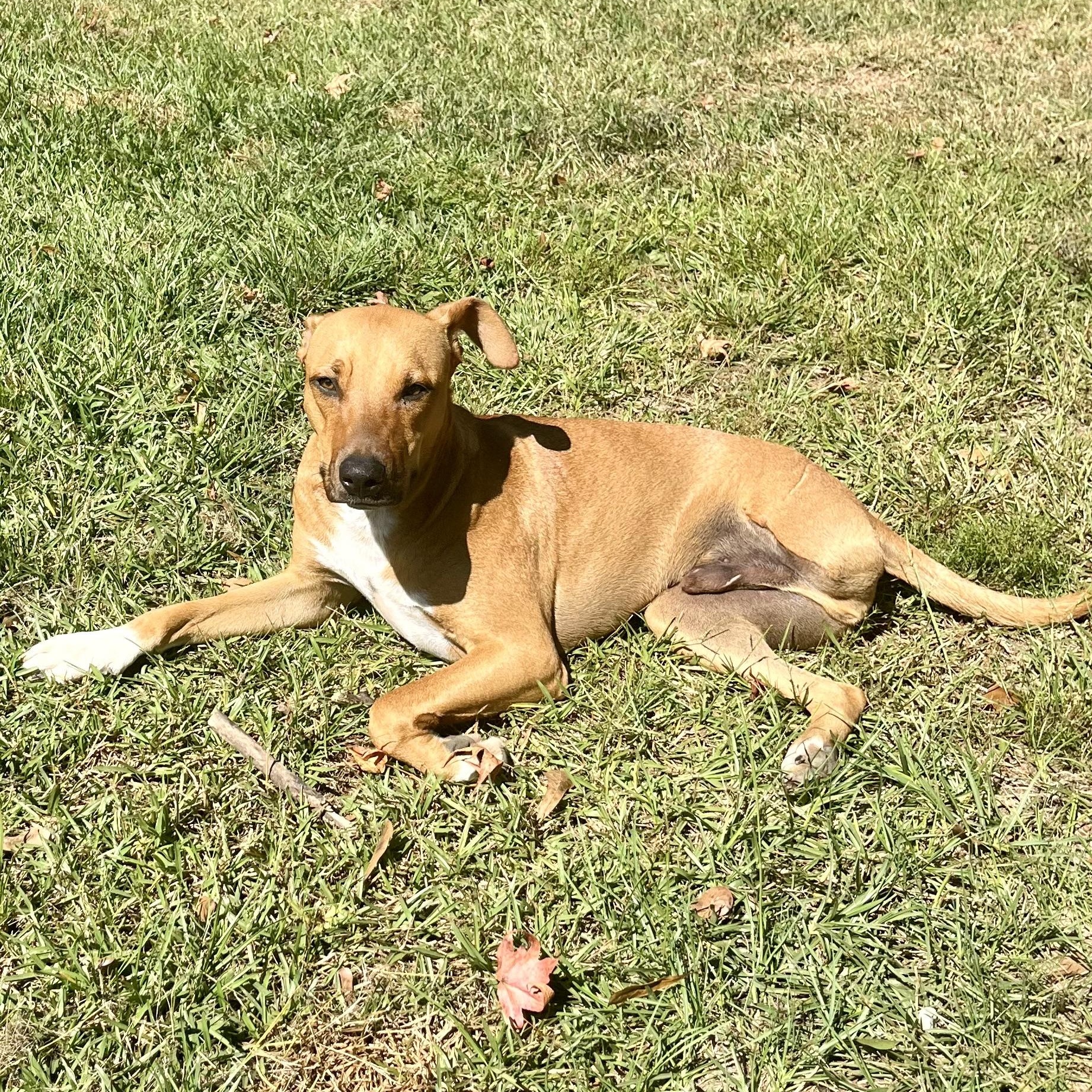 Turkey, a Adoptable mixed breed in Brewton, AL image 4/6